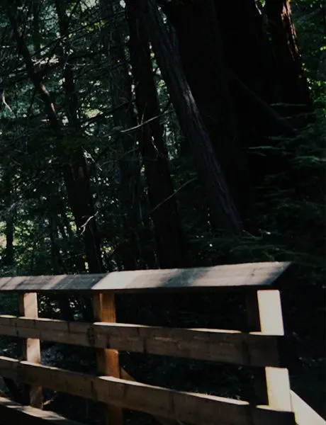 Sunlit forest beside a wooden footbridge