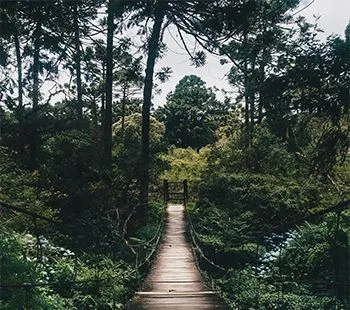 Suspension footbridge leading into a forest