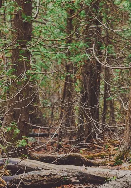 Cedar trunks along a forest trail