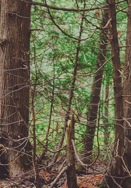 Green forest beside a boardwalk trail
